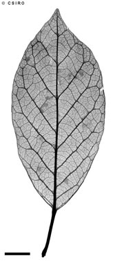 APII jpeg image of Elaeocarpus largiflorens subsp. retinervis  © contact APII