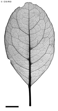APII jpeg image of Elaeocarpus sp. Mt Spurgeon (B.P.Hyland 2907RFK)  © contact APII