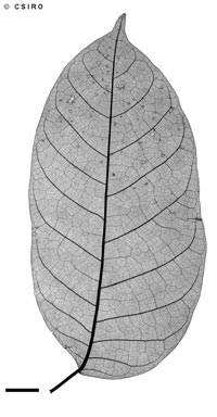 APII jpeg image of Canarium vitiense  © contact APII