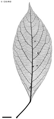 APII jpeg image of Elaeocarpus thelmae  © contact APII
