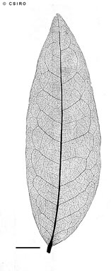 APII jpeg image of Cleistanthus xerophilus  © contact APII