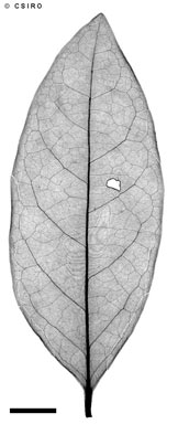 APII jpeg image of Glochidion sessiliflorum var. sessiliflorum  © contact APII