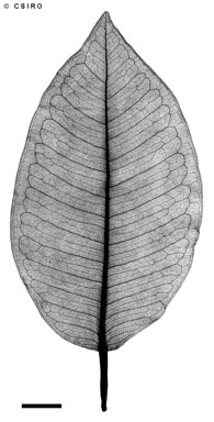 APII jpeg image of Ficus atricha  © contact APII