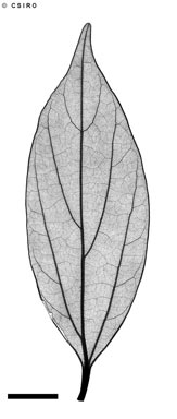 APII jpeg image of Cryptocarya smaragdina  © contact APII