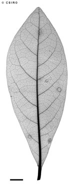 APII jpeg image of Endiandra phaeocarpa  © contact APII