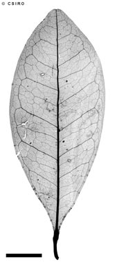 APII jpeg image of Medicosma sp. Pieter Botte (B.P.Hyland 3503RFK)  © contact APII