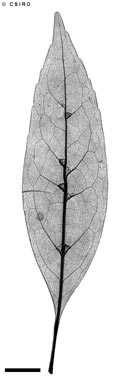 APII jpeg image of Elaeocarpus sp. Mossman Bluff (D.G.Fell 1666)  © contact APII
