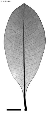 APII jpeg image of Auranticarpa ilicifolia  © contact APII