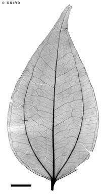 APII jpeg image of Pternandra coerulescens  © contact APII