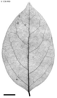 APII jpeg image of Phyllanthus praelongipes  © contact APII