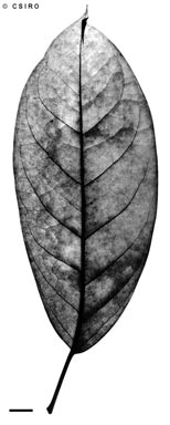 APII jpeg image of Schefflera bractescens  © contact APII