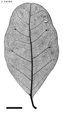 APII jpeg image of Terminalia oblongata subsp. volucris  © contact APII