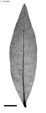 APII jpeg image of Denhamia pittosporoides subsp. pittosporoides  © contact APII
