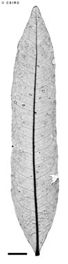 APII jpeg image of Atalaya salicifolia  © contact APII