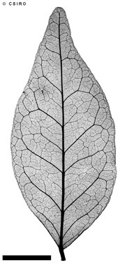 APII jpeg image of Murraya paniculata  © contact APII