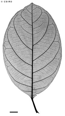 APII jpeg image of Artocarpus heterophyllus  © contact APII