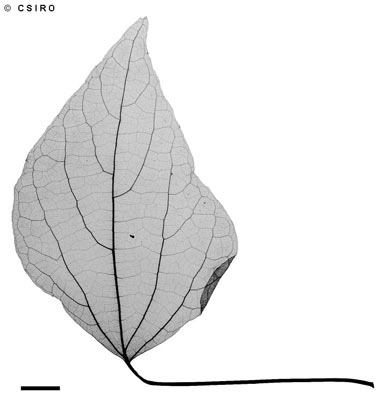 APII jpeg image of Premna acuminata  © contact APII