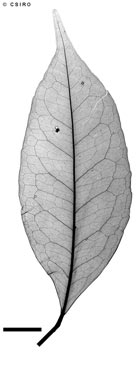 APII jpeg image of Elaeocarpus sp. Mt Bellenden Ker (L.J.Brass 18336)  © contact APII