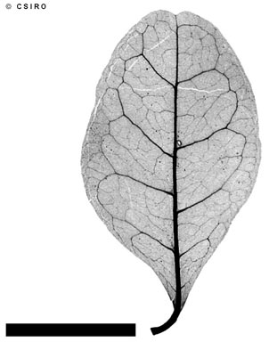 APII jpeg image of Antidesma parvifolium  © contact APII