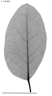 APII jpeg image of Moringa pterygosperma  © contact APII