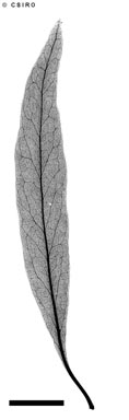 APII jpeg image of Denhamia pittosporoides subsp. angustifolia  © contact APII