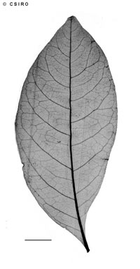 APII jpeg image of Melicope peninsularis  © contact APII