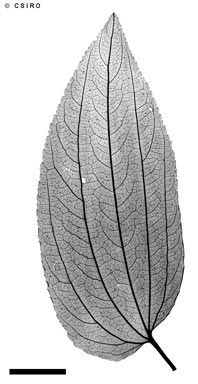 APII jpeg image of Ziziphus oenopolia  © contact APII