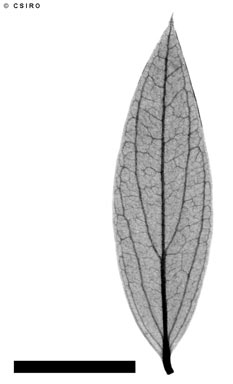APII jpeg image of Carissa lanceolata  © contact APII