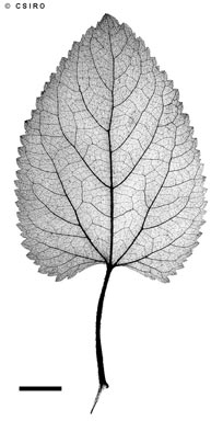 APII jpeg image of Ageratum conyzoides  © contact APII