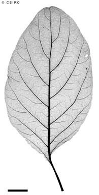 APII jpeg image of Heliotropium muelleri  © contact APII