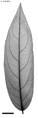 APII jpeg image of Dinghoua globularis  © contact APII