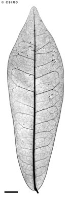 APII jpeg image of Codiaeum variegatum var. moluccanum  © contact APII