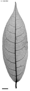 APII jpeg image of Croton densivestitus  © contact APII