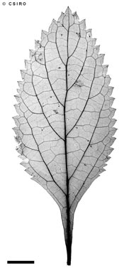 APII jpeg image of Stachytarpheta cayennensis  © contact APII