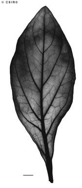 APII jpeg image of Heliotropium foertherianum  © contact APII