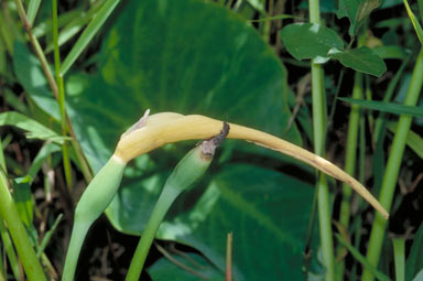 APII jpeg image of Colocasia esculenta  © contact APII