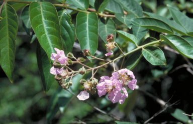 APII jpeg image of Lagerstroemia archeriana  © contact APII