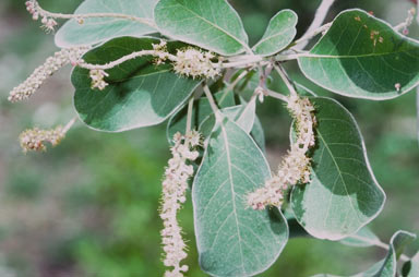 APII jpeg image of Terminalia platyphylla  © contact APII