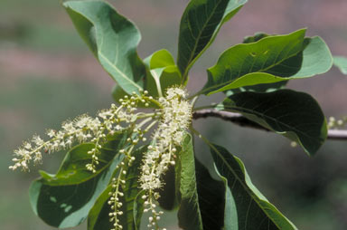 APII jpeg image of Terminalia aridicola subsp. chillagoensis  © contact APII