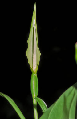 APII jpeg image of Alocasia brisbanensis  © contact APII