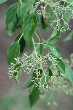 APII jpeg image of Premna acuminata  © contact APII