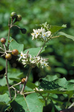 APII jpeg image of Solanum torvum  © contact APII