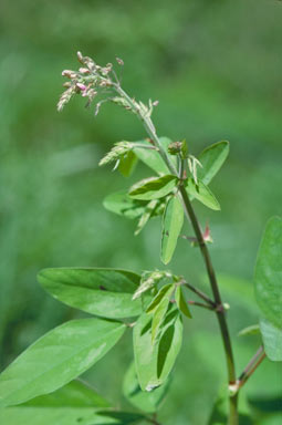 APII jpeg image of Desmodium nemorosum  © contact APII