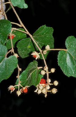 APII jpeg image of Rubus moluccanus var. moluccanus  © contact APII