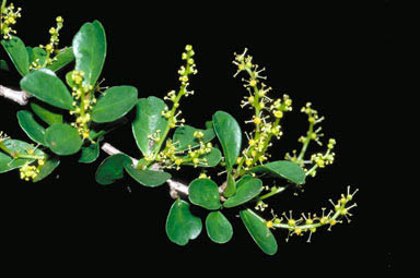 APII jpeg image of Antidesma parvifolium  © contact APII