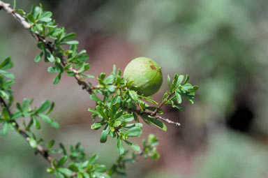 APII jpeg image of Pittosporum spinescens  © contact APII