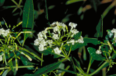 APII jpeg image of Alstonia actinophylla  © contact APII
