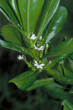 APII jpeg image of Scaevola taccada  © contact APII