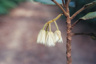 APII jpeg image of Elaeocarpus johnsonii  © contact APII