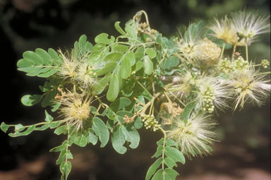 APII jpeg image of Albizia lebbeck  © contact APII